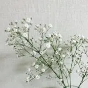 mina✳︎の画像