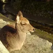 tandemの画像