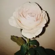 ずま【値引き可。詳しくはプロフ欄】の画像