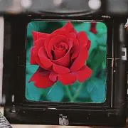 ttの画像