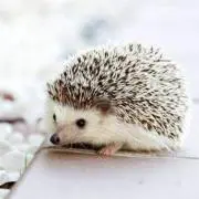 ハリネズミ