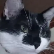 ゆかりん