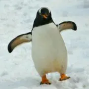 むとーの画像