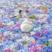 はなの画像