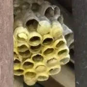 Beesトイス。の画像