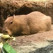 だくみん