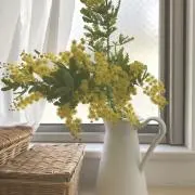 mimosaの画像