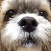 よねちゃん
