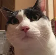 猫  梅三郎の画像