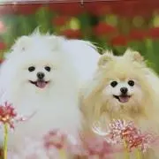 ポメの画像
