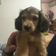 うさぎ