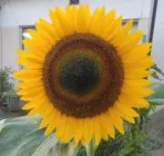 ひまわりの画像
