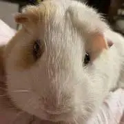 モルモット