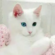 らむ (プロフ必読)の画像