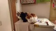 つばちゃ