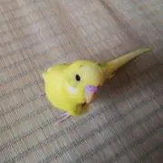 keisahoshi