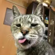 タダハル