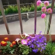 のんまま