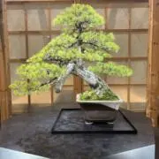プロフ確認必須　購入前に必ずコメントくだの画像
