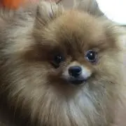ちょん