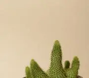 ゆーの画像