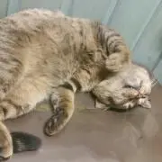 ゆーたろ