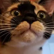 いちのせの画像