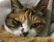 ネコマムシの画像