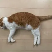 おばけの画像