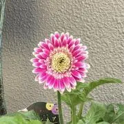 Pekoの画像