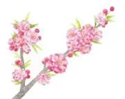 Hanamomoの画像