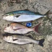 ガラダ