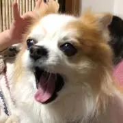 スゥ