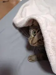 ジャ ェルソン