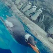☆かの☆