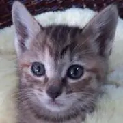 ちー
