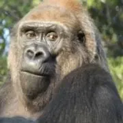 るるの画像