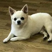 ムネシン