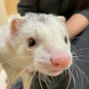 クロズの画像