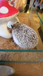 たまとどの画像