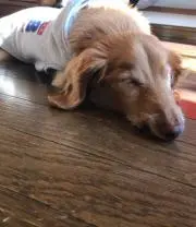 Mocaの画像