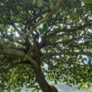 Shelの画像