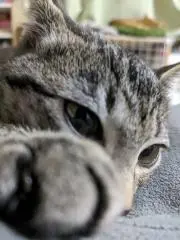 にんの画像