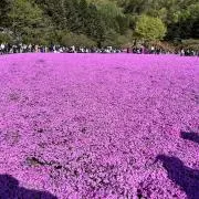 ショかろんの画像