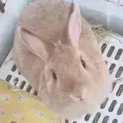 ＊ちゃんもか＊夏物出品中！の画像