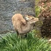 ぷーちゃん