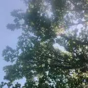 たん