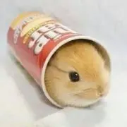 ぴょんたの画像