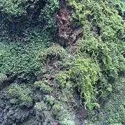General Perspectiveの画像