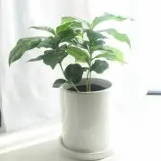 ゆりえ